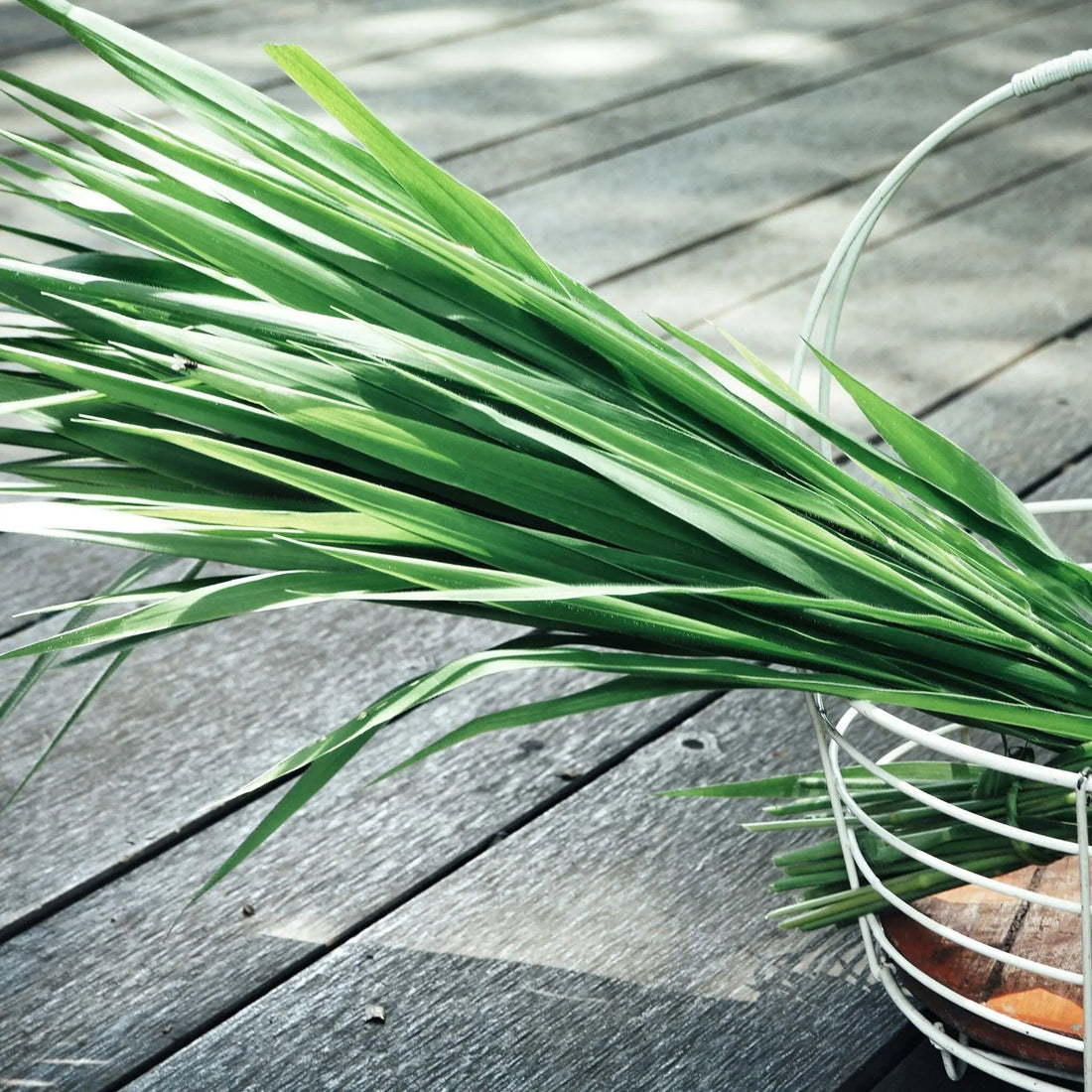 Vetiver grass in wire basket 