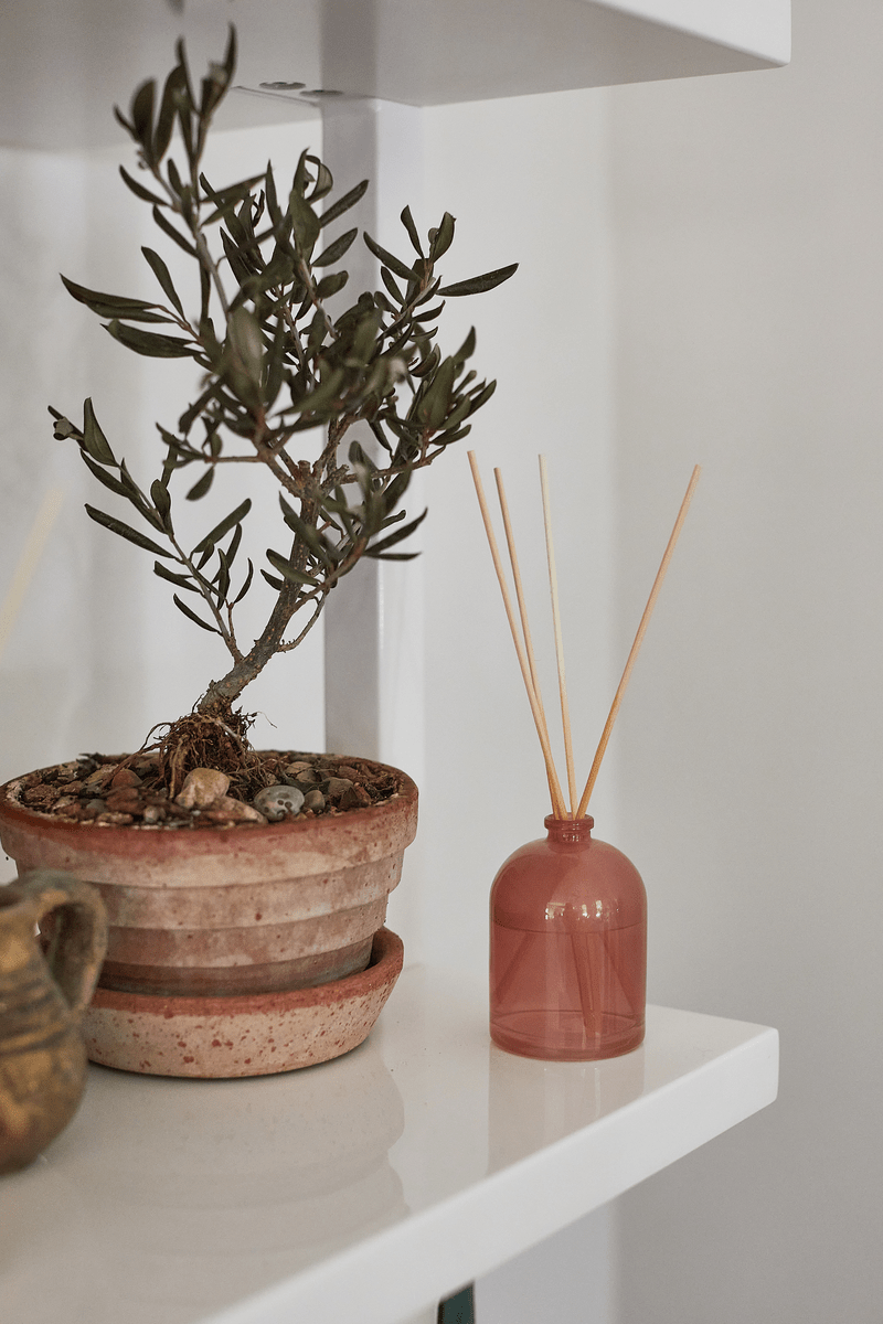 A small potted plant and a Grapefruit - 1.5 oz Diffuser are placed on a white shelf.