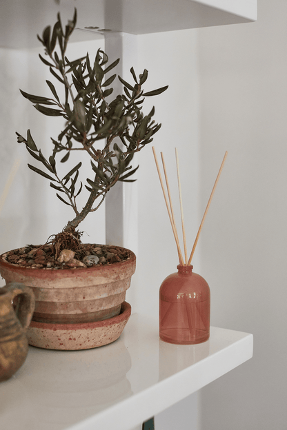 A small potted plant and a Grapefruit - 1.5 oz Diffuser are placed on a white shelf.