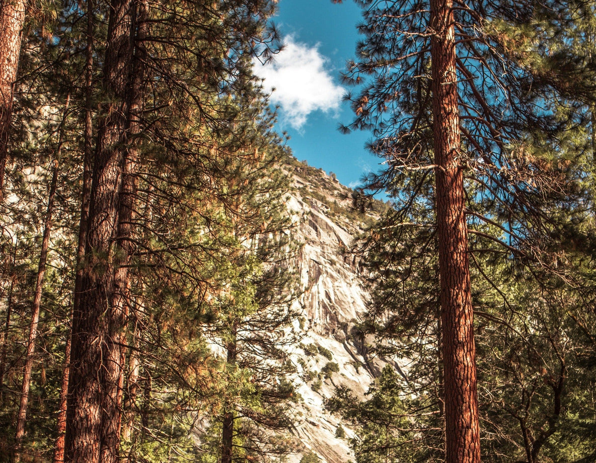 Tall pine trees frame a view of a rocky mountain peak under a blue sky with a few white clouds, creating a scenic natural landscape.