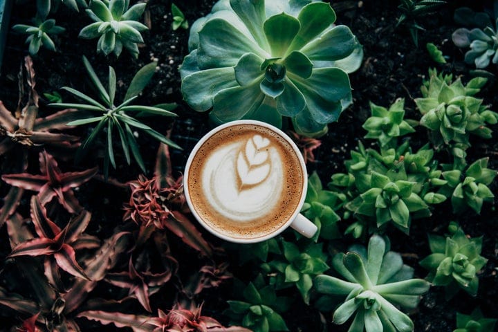 A cup of coffee with latte art sits among a variety of green and reddish succulents planted in soil.